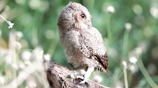 Owl - Animal kingdom