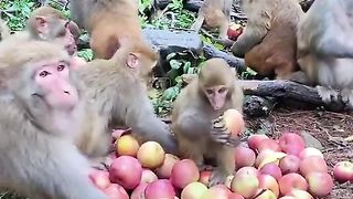 eat lots of apples, the monkey is happy