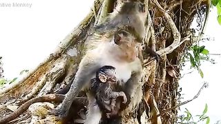 The mother monkey bathes her child in a fresh stream