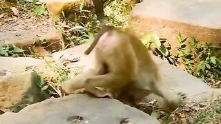 a little monkey who is always tormented by his friends