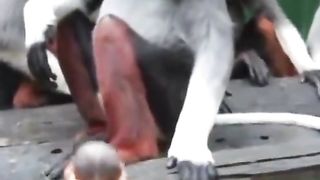does anyone know what type of monkey this is?