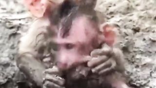 two little monkeys got stuck in the mud