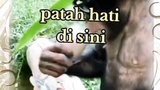 Hewan Monyet Sedang Bersantai