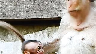 Why are baby monkeys afraid of their mothers?