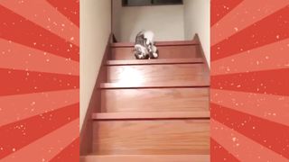 10 Lazy Animals Around the World @sloth @laziness