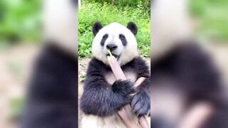 This video makes you hungry @animalfeeding