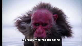 Top 10 Ugliest Animals in the World@ugly @animals