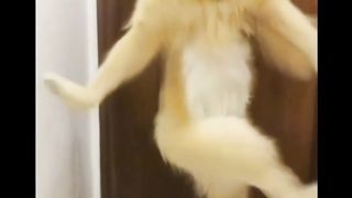 Animals dance style! you will love it @dance @animaldance @animallover