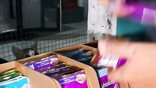 Aktivitas Sarapan Pagi Bareng Kucing-kucing Kesayanganku