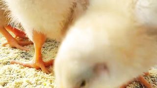 Desi chicken