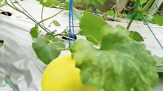 Buah melon hidroponik