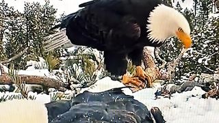 That was a rough take off jackie --------_nature _eagle