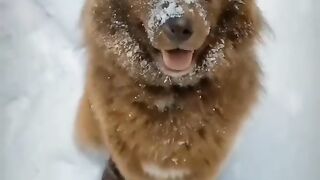 Winter amazing video