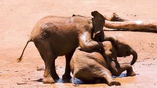Funny animal
