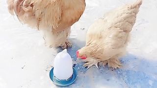 We are chicken