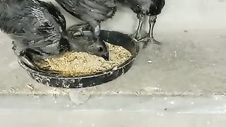 The little can chicks