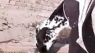 The pretty beautiful goat