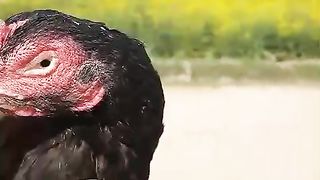 I am not for fighting