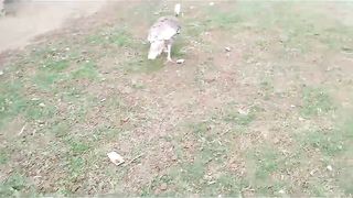 This is very beautiful bird ll is this