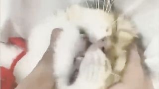 random funny cat moments