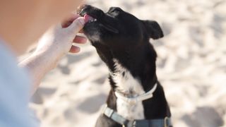 FUNNY DOG