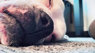 FUNNY DOG