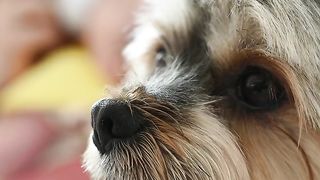 FUNNY DOG