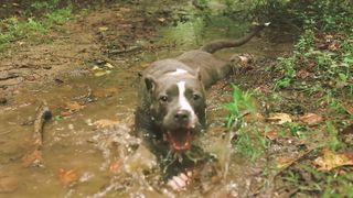 FUNNY DOG