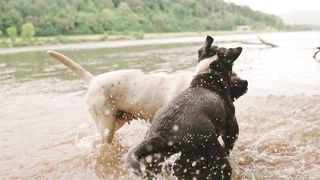 FUNNY DOG