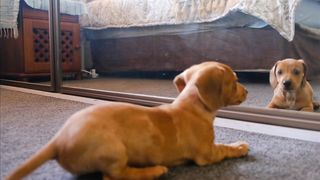 FUNNY DOG