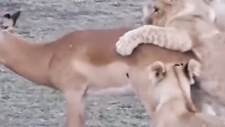 Watching Lion Take Down Antelope!