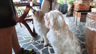 FUNNY DOG