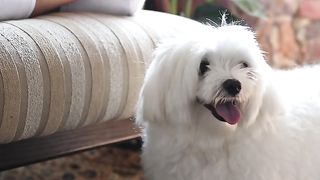 FUNNY DOG