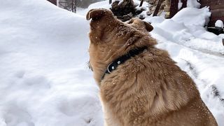 FUNNY DOG