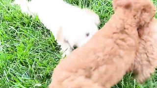 FUNNY DOG
