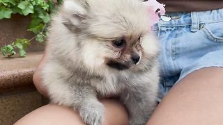 FUNNY DOG