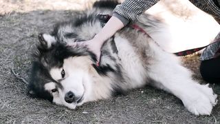 FUNNY DOG