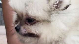 FUNNY DOG