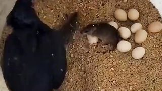 Mouse went out to eat and found a mother hen protecting her egg