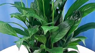 Office Decoration  Ep (16)