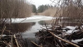 Запустив в канаву рибу і забув про неї на 3 роки