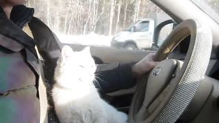 Котяра отмазал меня от гаишников.