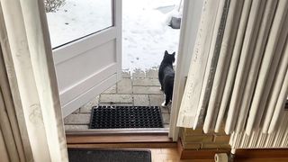 Tuxedo cat in hilarious skating mishap.