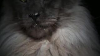Tiktokers