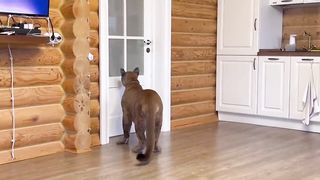 Приехал человек которого Месси ОЧЕНЬ боится! Вот это реакция! Пума Месси боится