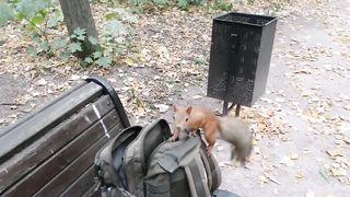 Голубь хотел отжать орешки у Ушастика, но Ушастик не дрогнул _ Pigeon vs squirre.