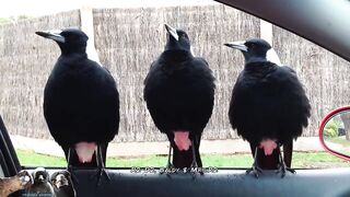 Serenaded by Australian Magpies.