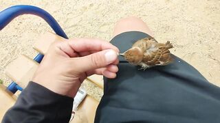 Как у меня появился воробей