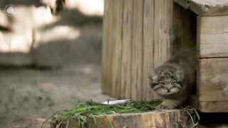 Funny Pallas's cat kitten explores the world.