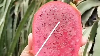 Dragon fruits